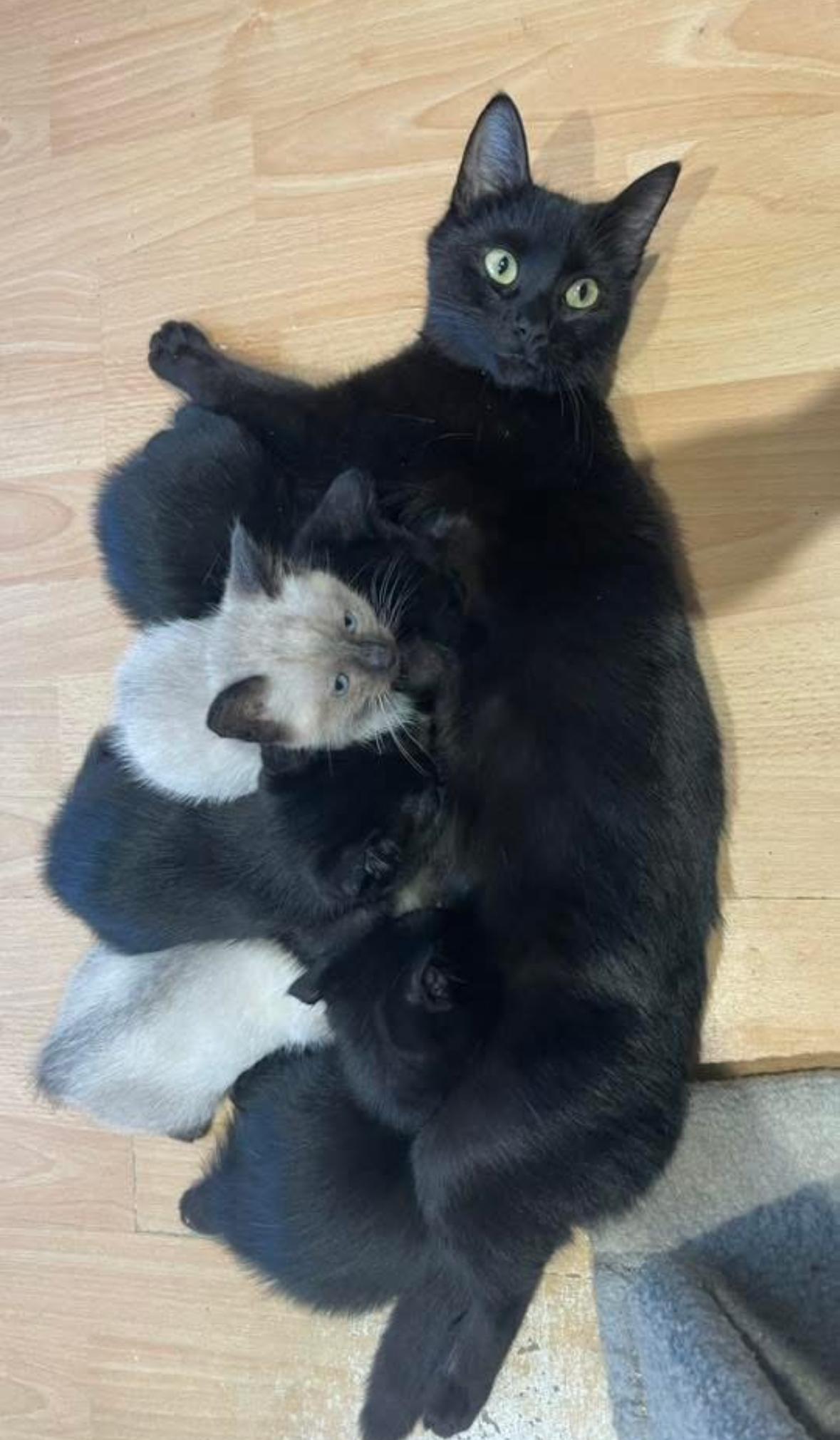 Maple, Adoptable, Young Female Domestic Short Hair.