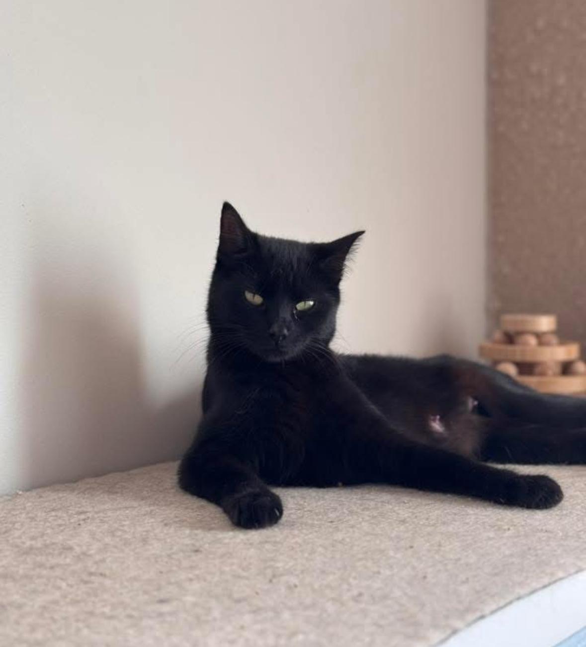 Maple, an adoptable Domestic Short Hair in Courtenay, BC, V9N 7T4 | Photo Image 2