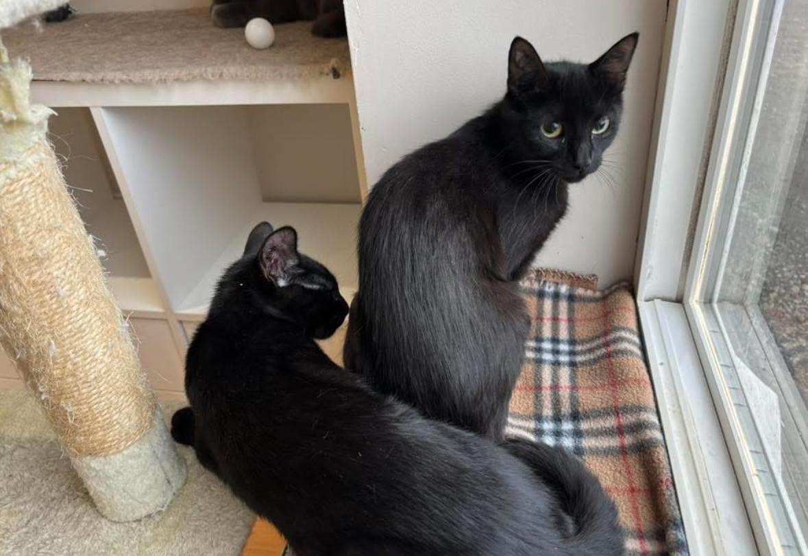 Maple, Adoptable, Young Female Domestic Short Hair.