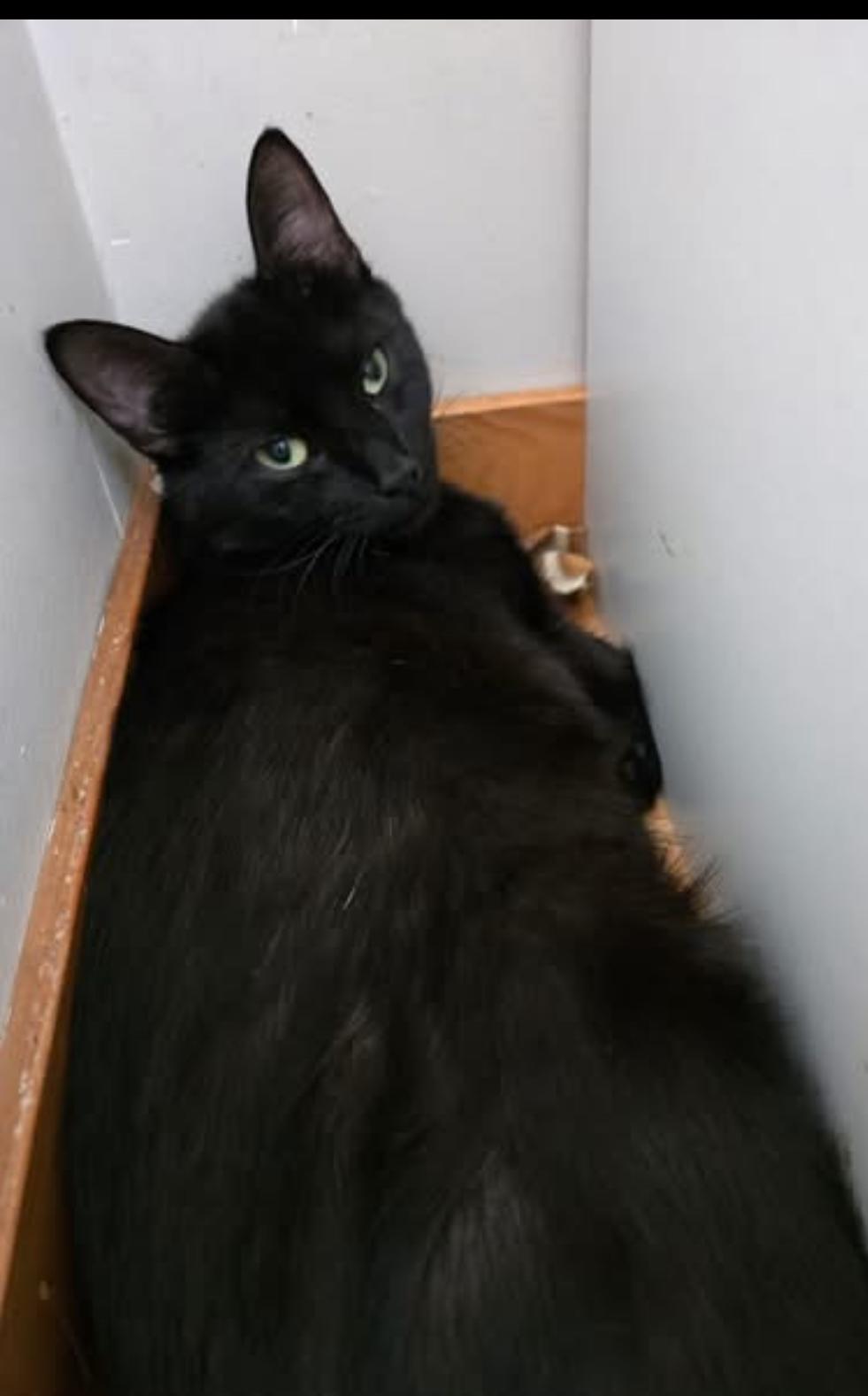 Maple, a Adoptable Domestic Short Hair in Courtenay, BC image 4/4