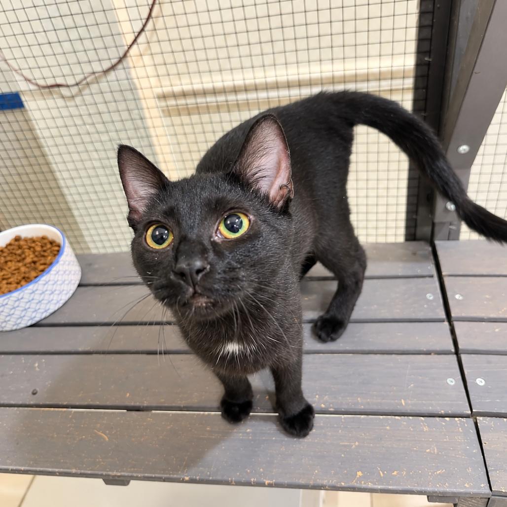 Enlarge Janet, a Adoptable Domestic Short Hair in Seminole, FL image 1/2