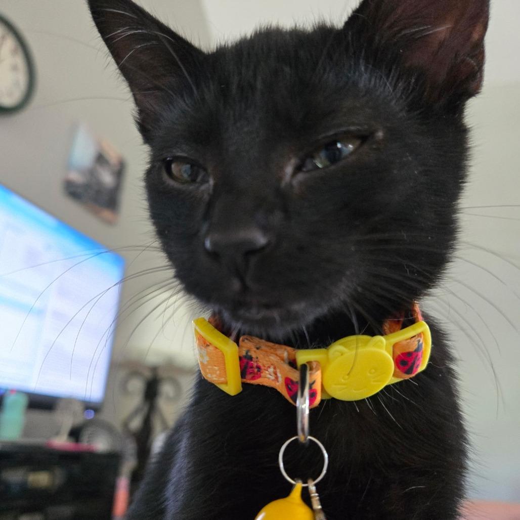Janet, Adoptable, Kitten Female Domestic Short Hair.
