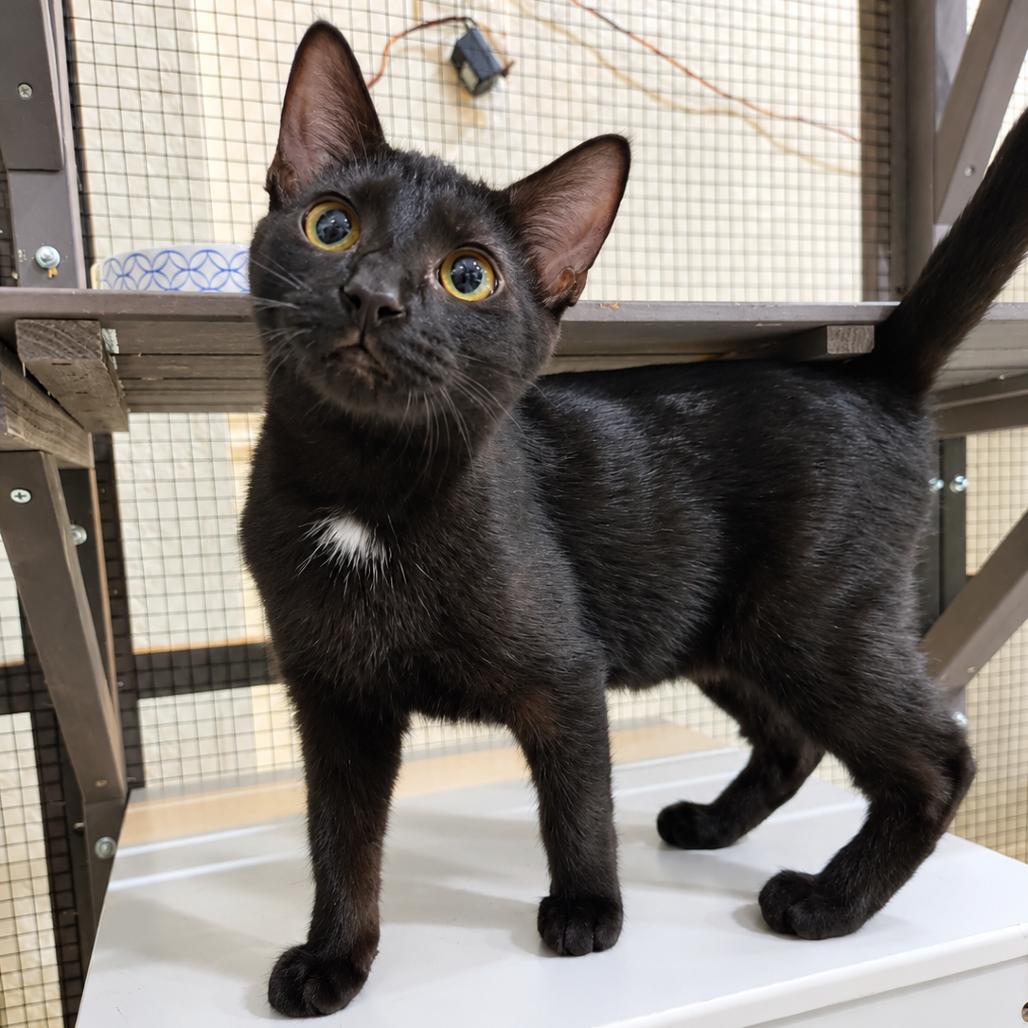 Enlarge Janet, a Adoptable Domestic Short Hair in Seminole, FL image 2/2