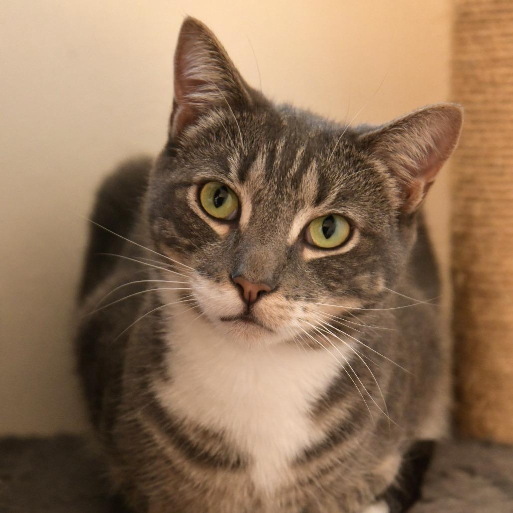 Enlarge Dashi, a Adoptable Domestic Short Hair in Chilliwack, BC image 1/4