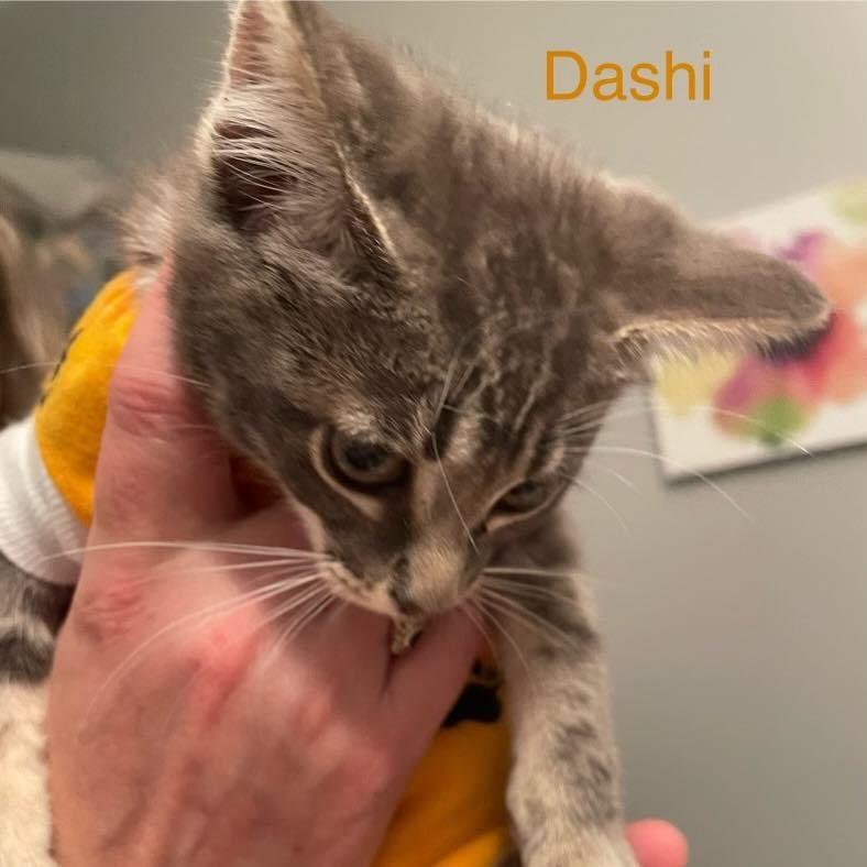 Dashi — thumbnail 2