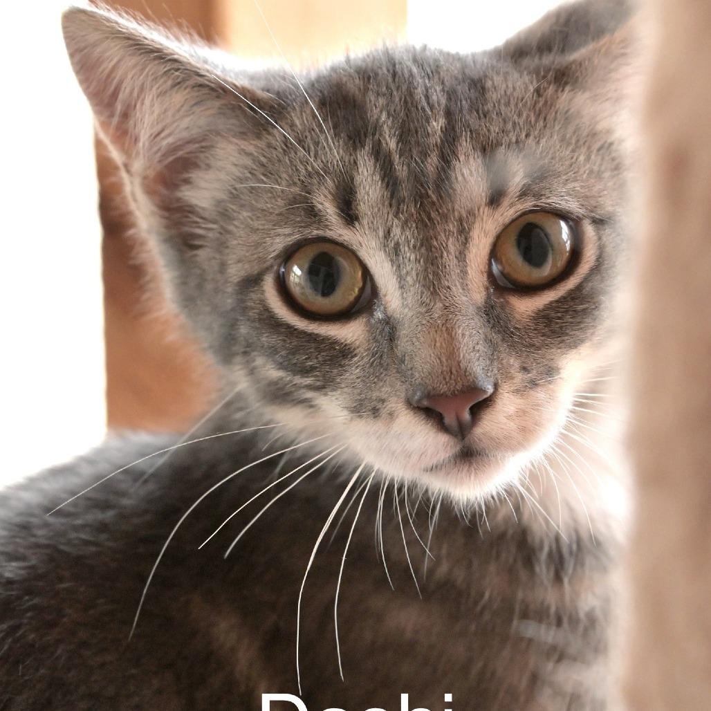 Enlarge Dashi, a Adoptable Domestic Short Hair in Chilliwack, BC image 3/4