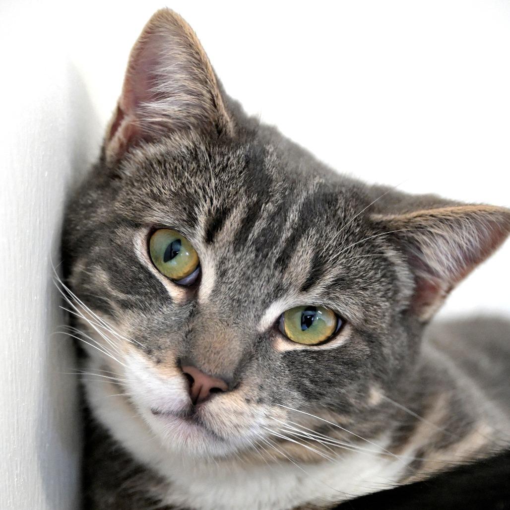 Enlarge Dashi, a Adoptable Domestic Short Hair in Chilliwack, BC image 4/4