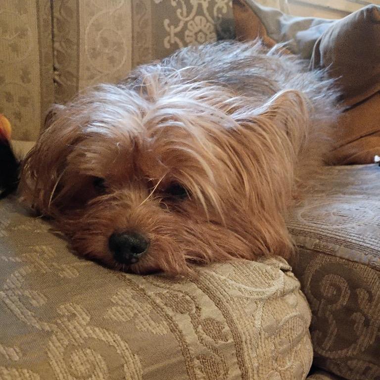 Iggy, Adoptable, Senior Male Yorkshire Terrier.