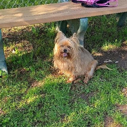 Iggy, a Adoptable Yorkshire Terrier in Potomac, MD image 2/5