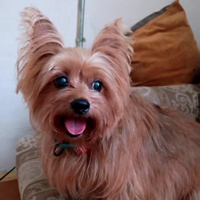 Iggy, a Adoptable Yorkshire Terrier in Potomac, MD image 3/5