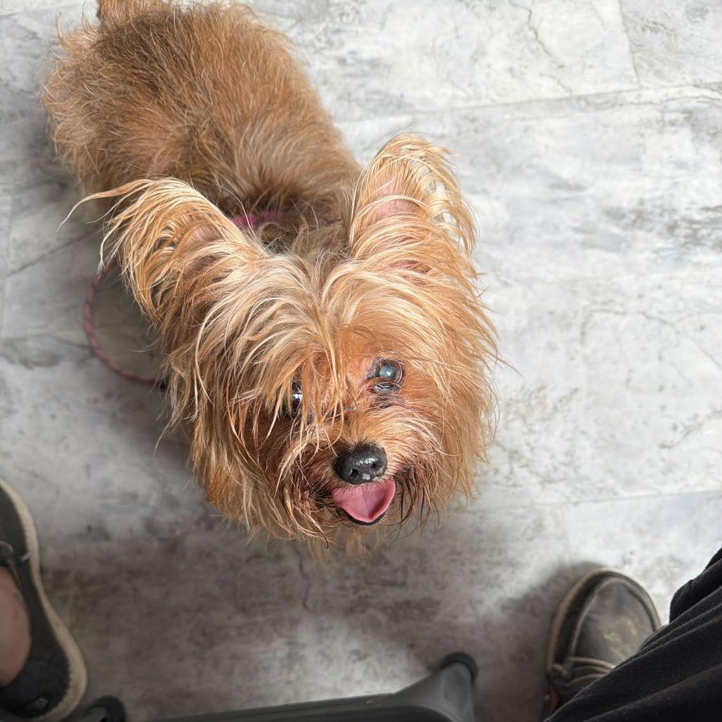 Iggy, a Adoptable Yorkshire Terrier in Potomac, MD image 4/5