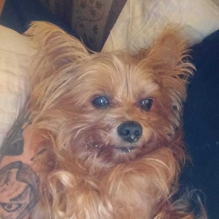 Enlarge Iggy, a Adoptable Yorkshire Terrier in Potomac, MD image 3/4