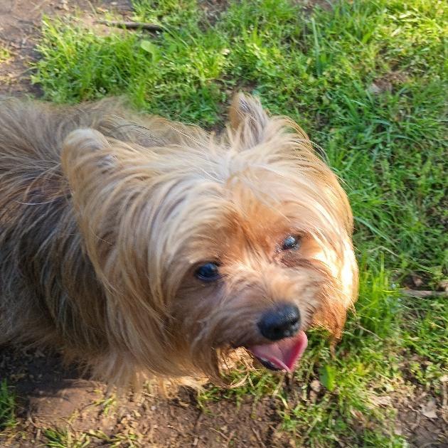 Iggy, a Adoptable Yorkshire Terrier in Potomac, MD image 5/5