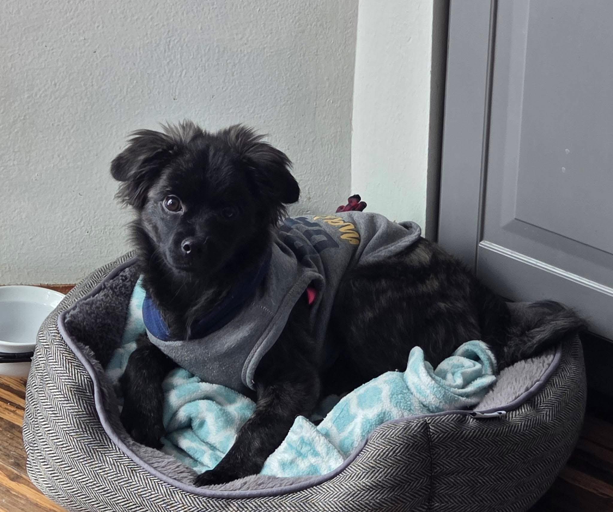 Penelope, a Adoptable mixed breed in Toledo, OH image 4/4