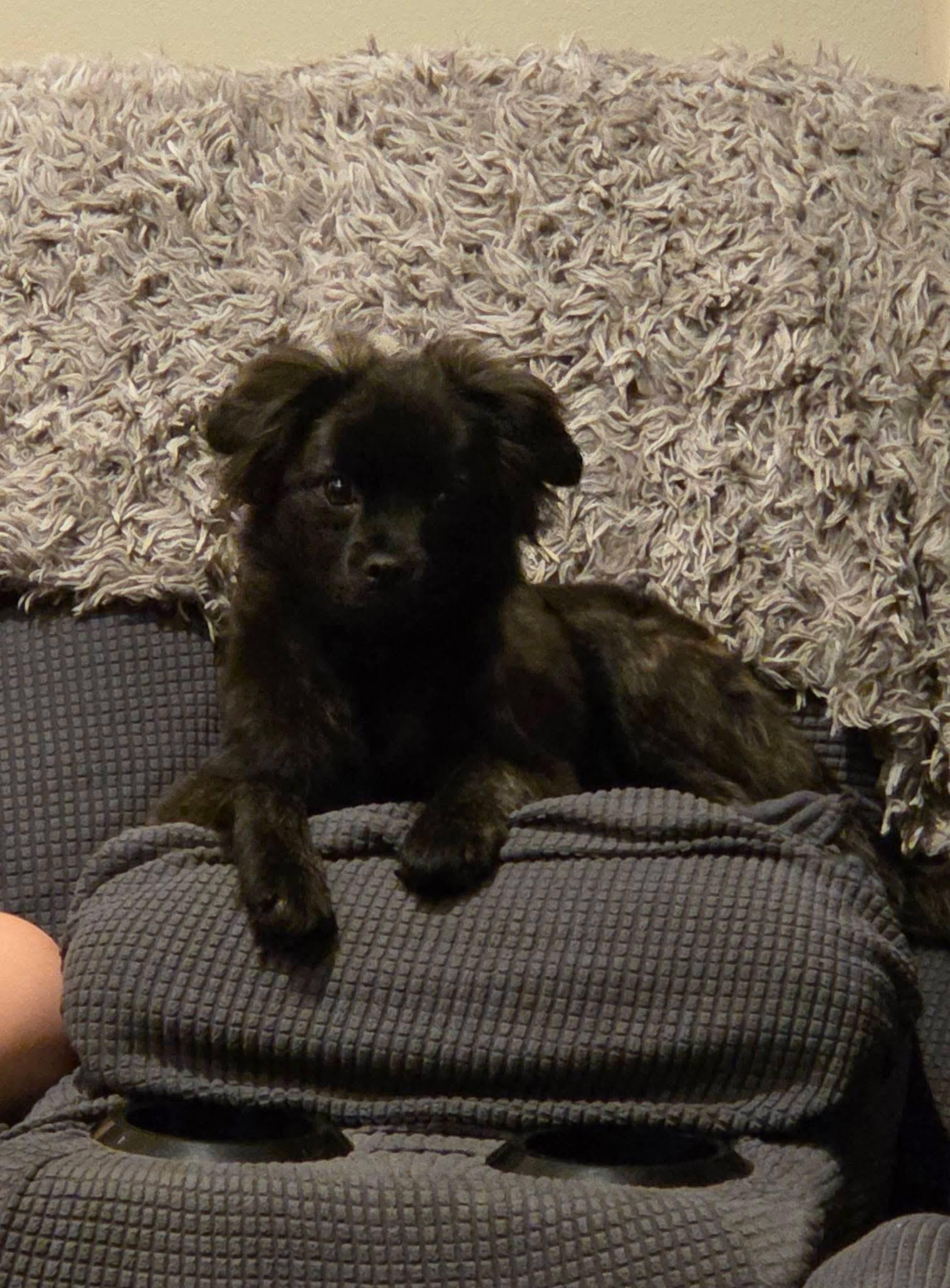 Penelope, a Adoptable mixed breed in Toledo, OH image 3/4