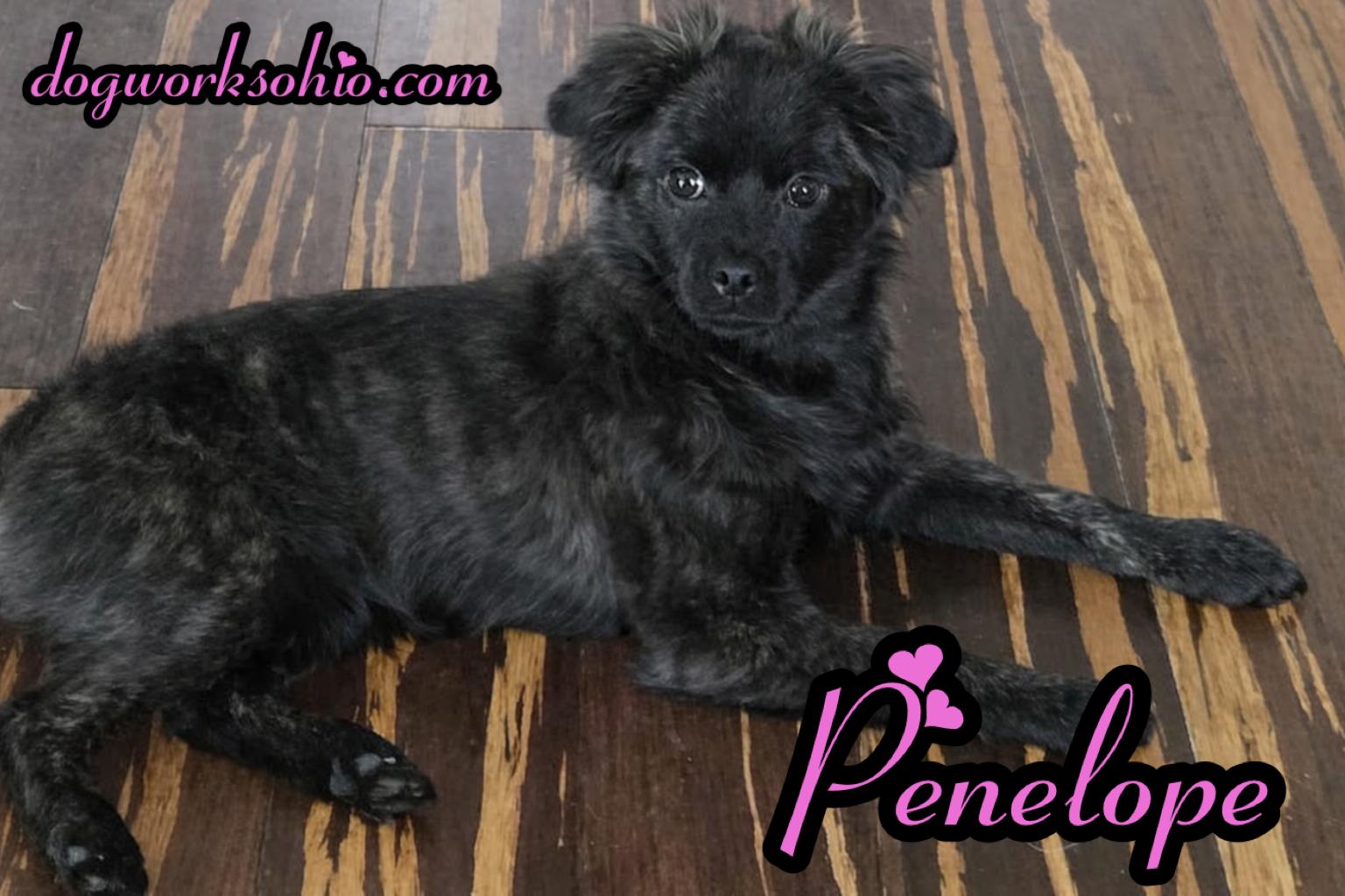 Penelope, a Adoptable mixed breed in Toledo, OH image 1/4