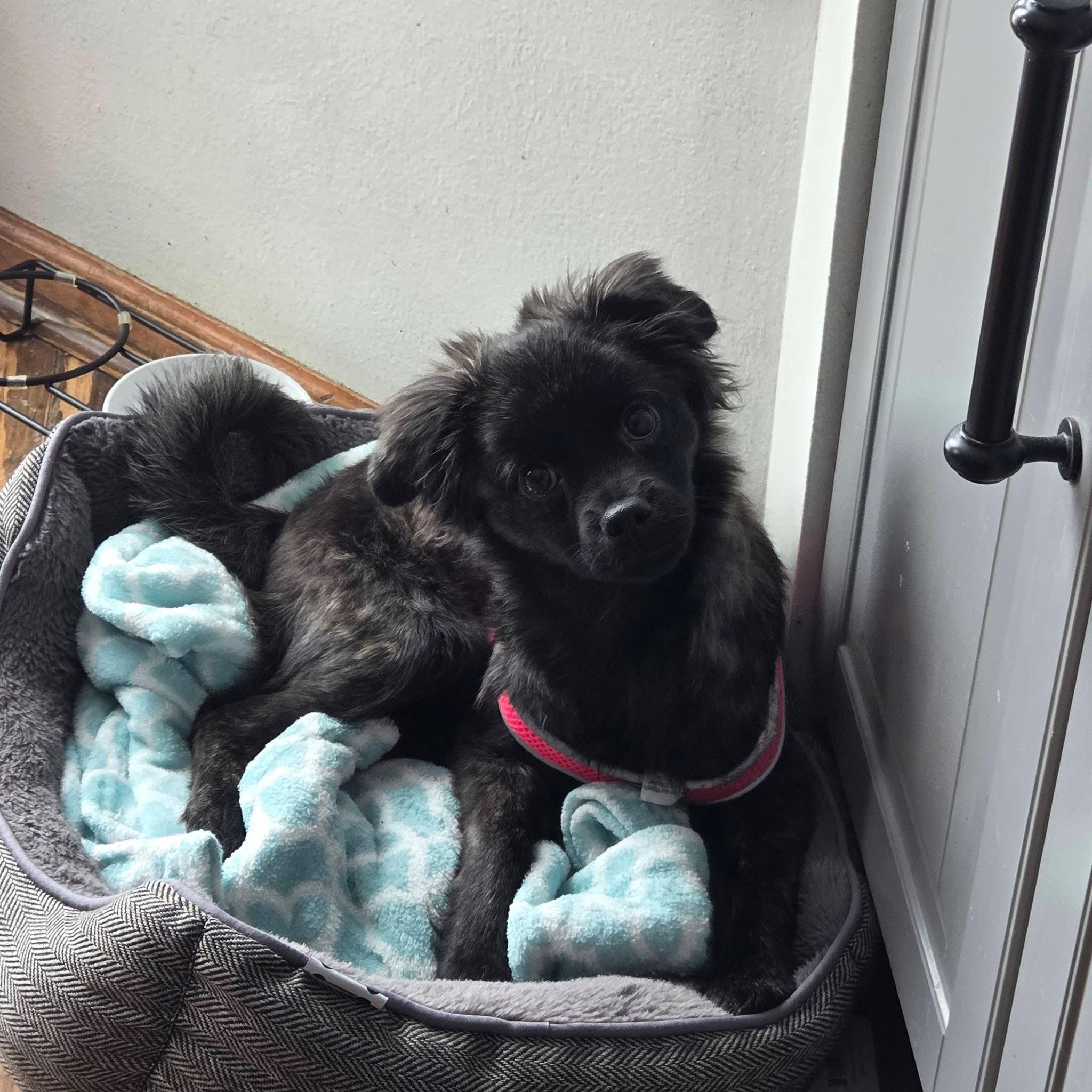 Penelope, a Adoptable mixed breed in Toledo, OH image 2/4