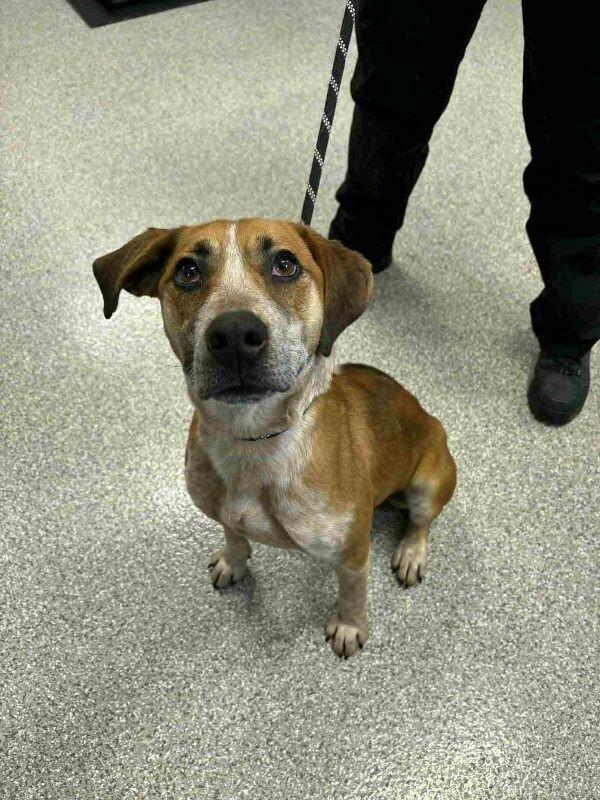Enlarge Santa's Helper, a Adoptable Hound in Georgetown, OH image 1/1