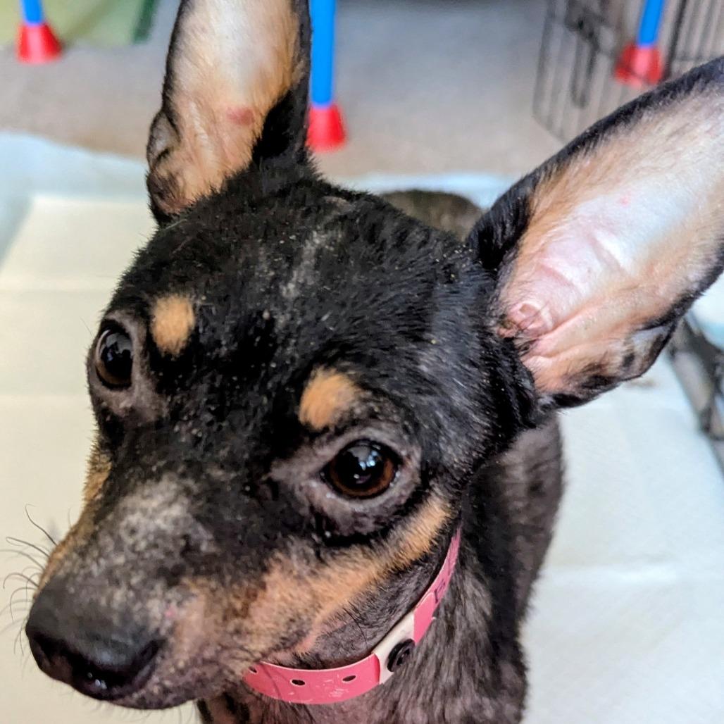 Medina, ADOPTABLE, Adult Female Chihuahua.