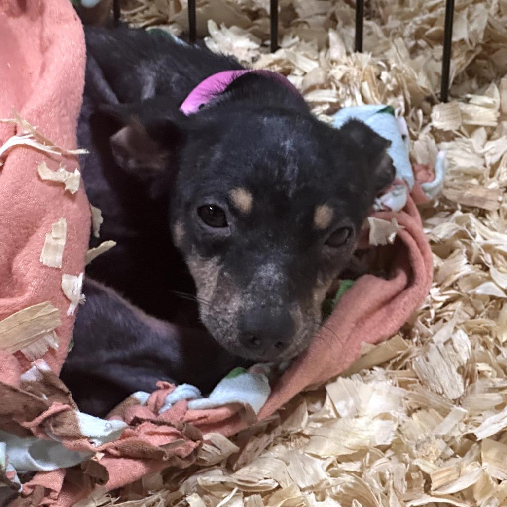 Enlarge Medina, a ADOPTABLE mixed breed in Kansas City, KS image 2/2