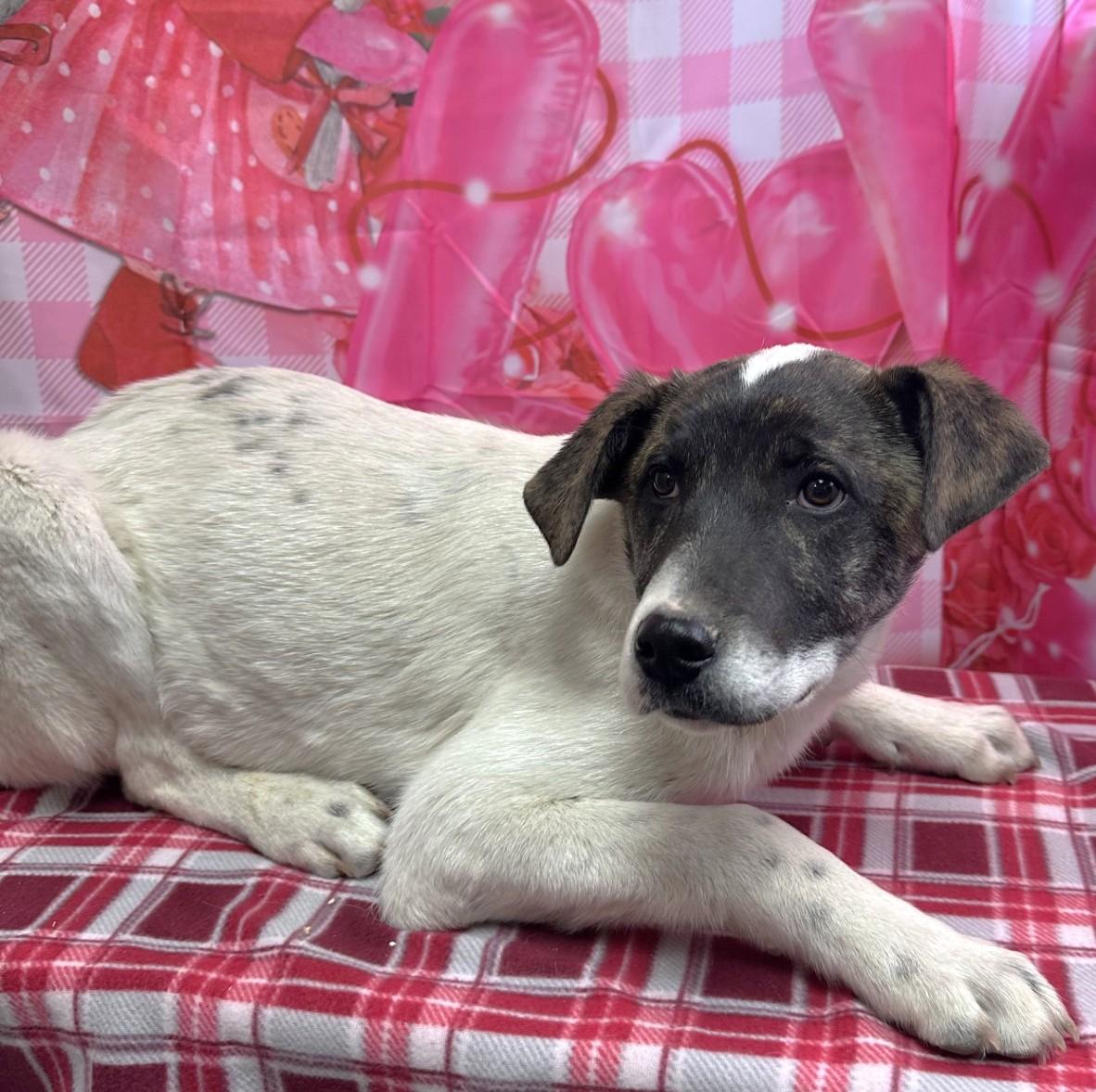 Enlarge Kai / 60245233, an adopted mixed breed in Elko, NV image 1/1