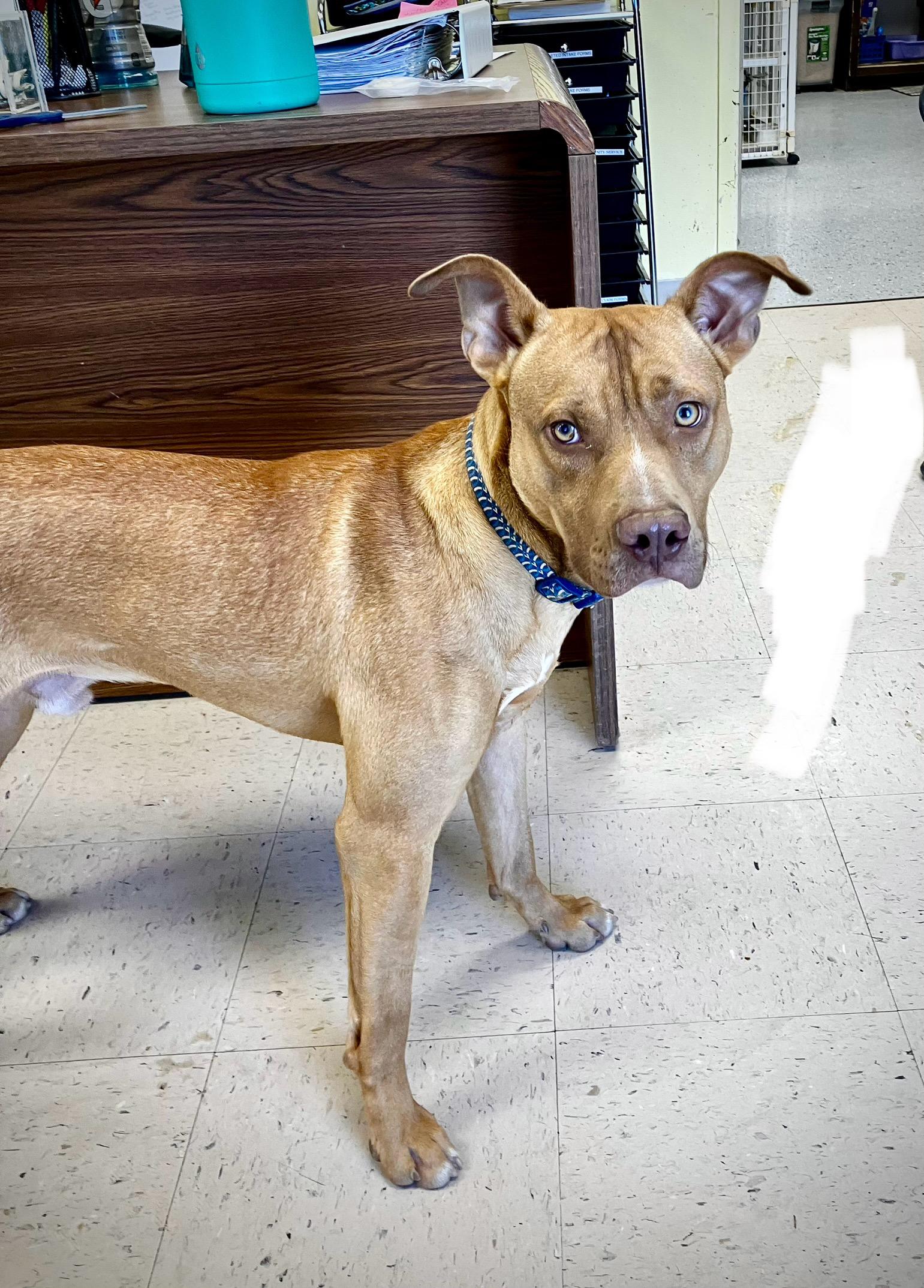 Koda, a Adoptable mixed breed in Senatobia, MS image 1/4