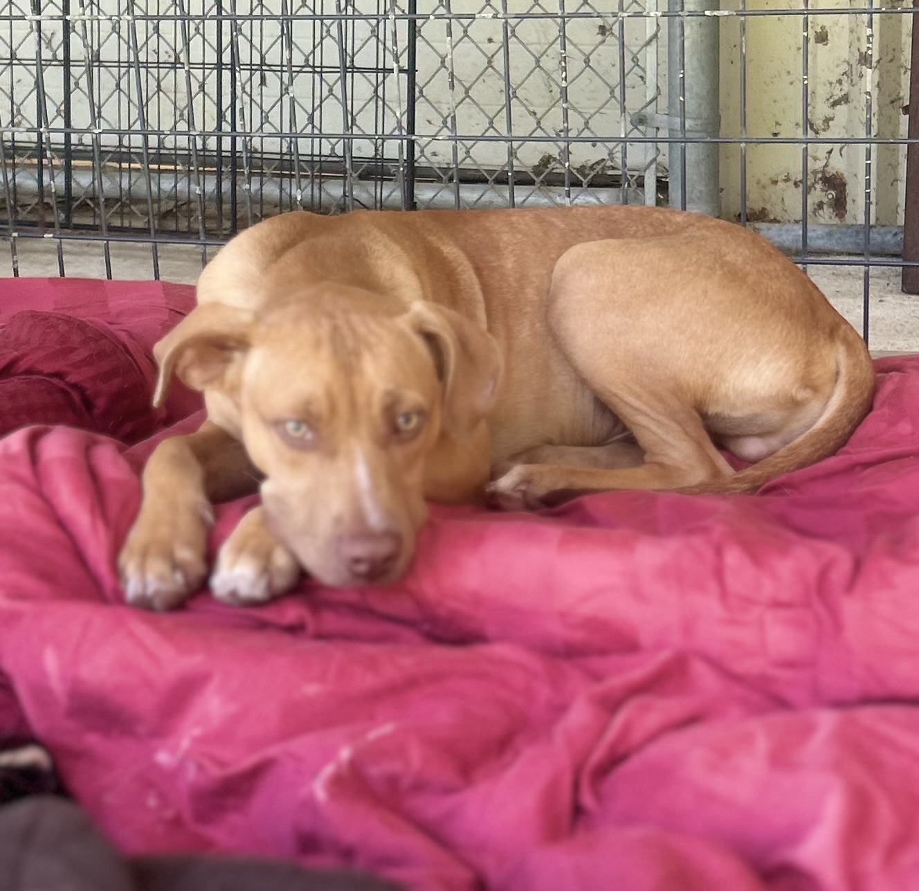 Koda, a Adoptable mixed breed in Senatobia, MS image 4/4