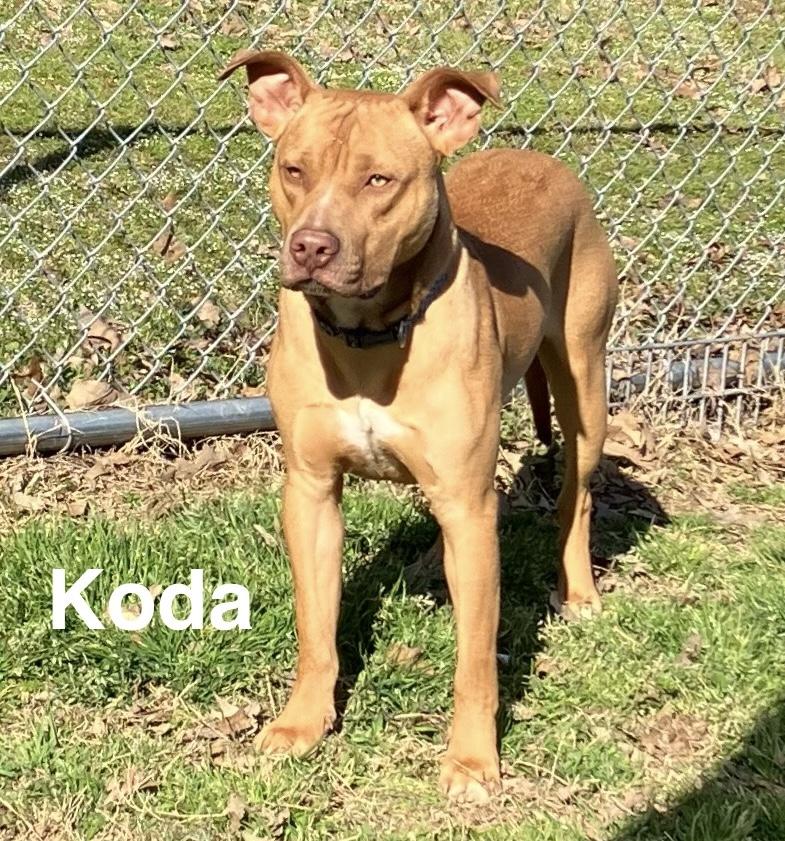 Koda, Young Male Pit Bull Terrier