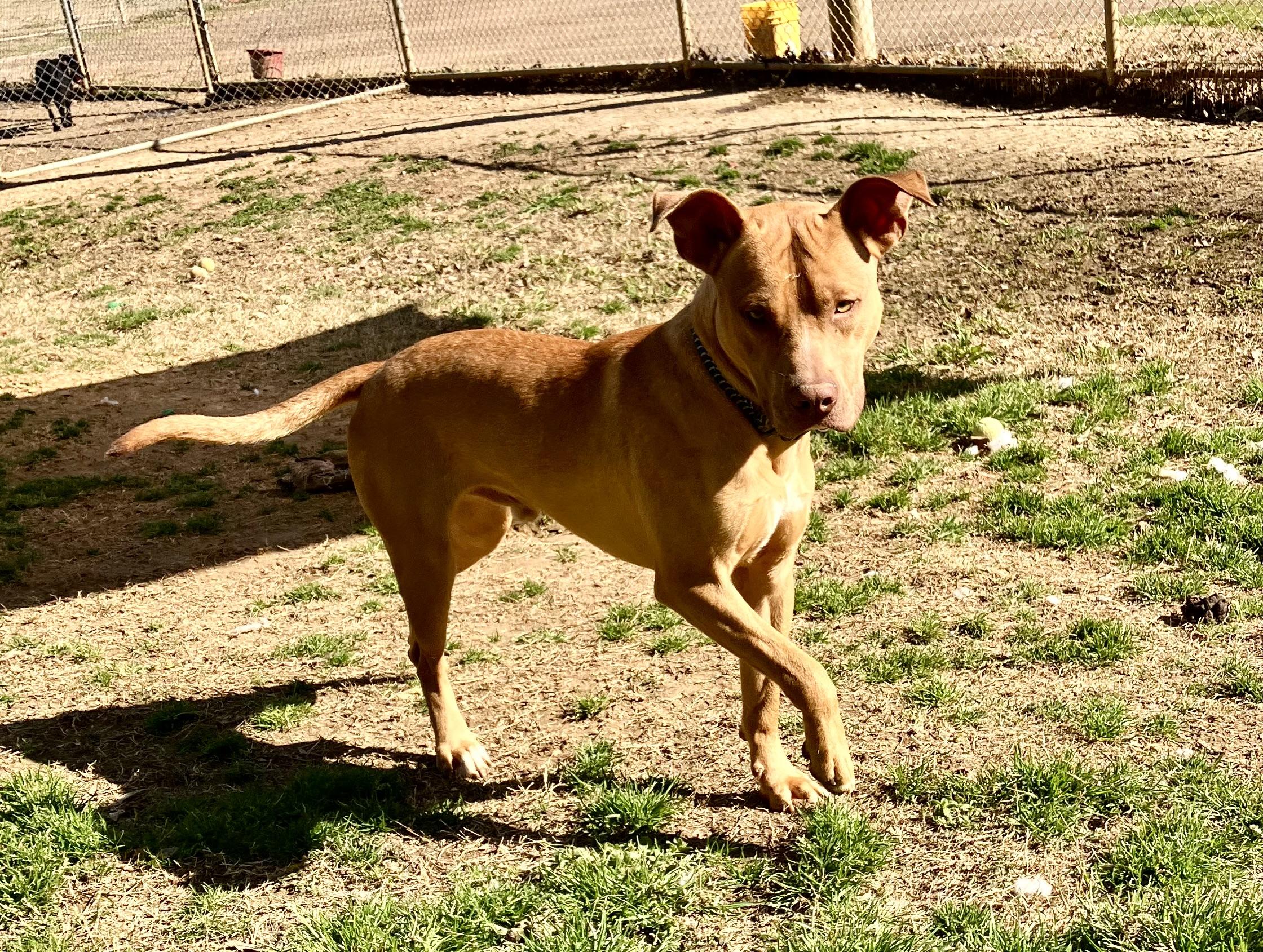 Koda, a Adoptable mixed breed in Senatobia, MS image 3/4