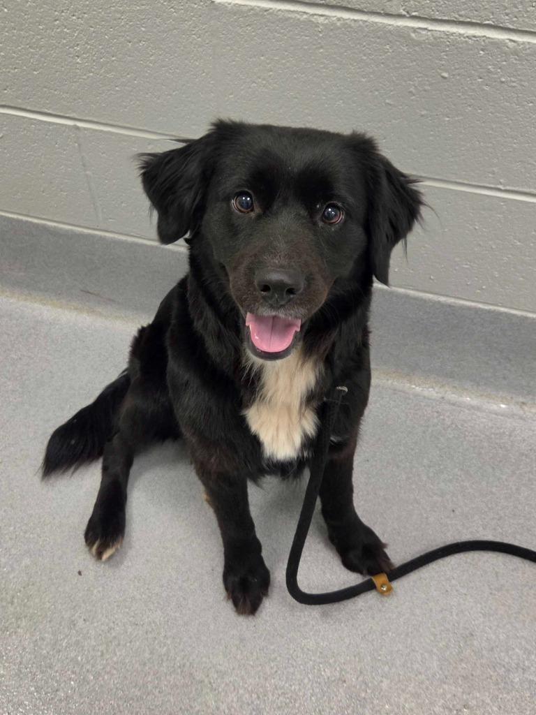 Moana, Adoptable, Adult Female Retriever & Mixed Breed.