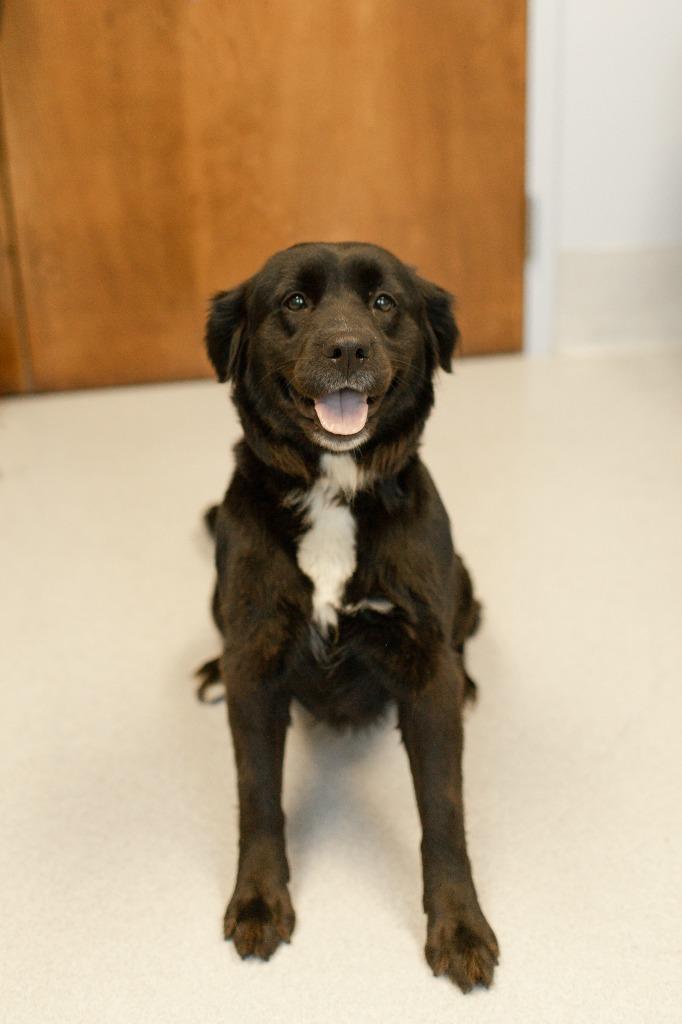 Enlarge Moana, a Adoptable mixed breed in Chillicothe, OH image 2/2