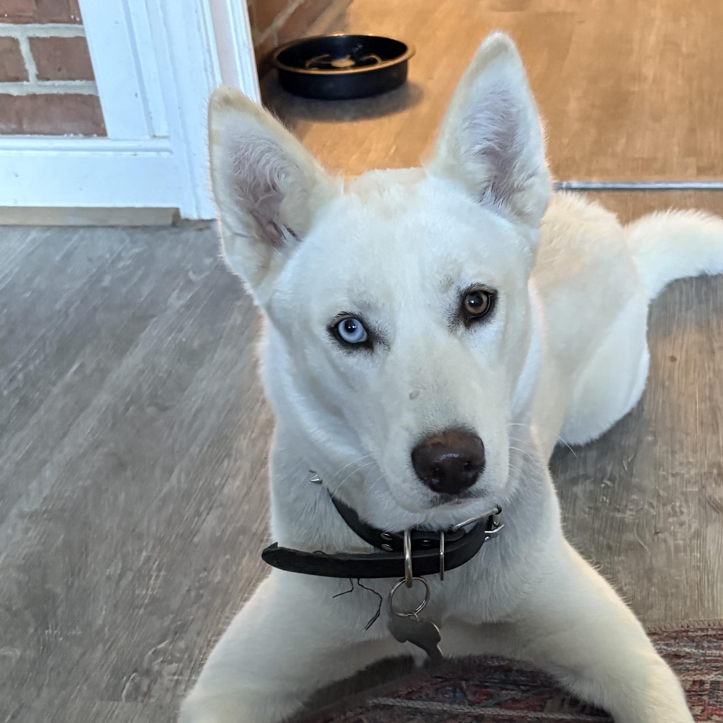 Luna, Adoptable, Adult Female Siberian Husky.