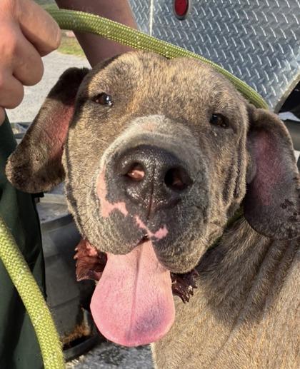 Porky, ADOPTABLE, Adult Male Great Dane & Mastiff.