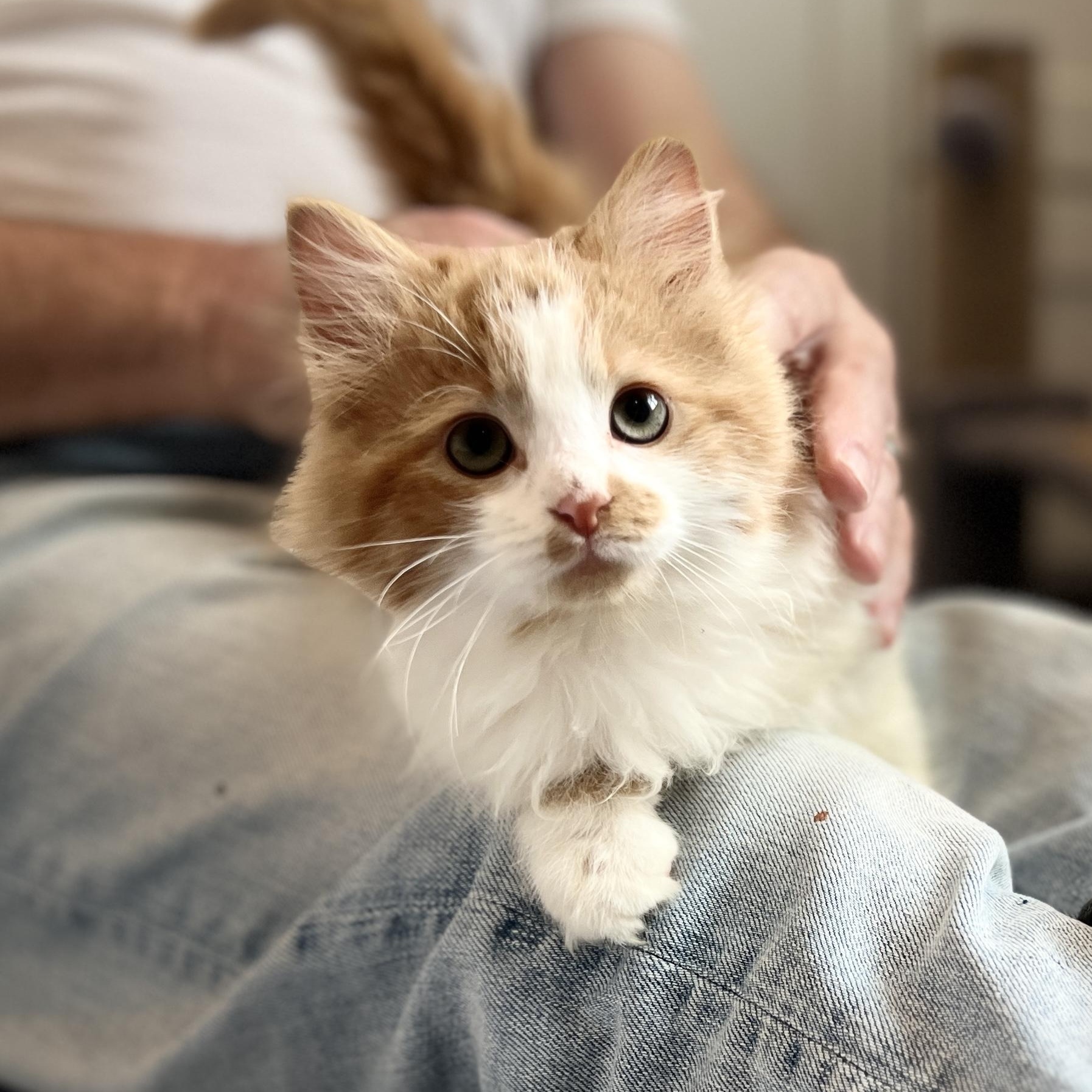 Enlarge Marmalade, an adopted Domestic Long Hair in New Bern, NC image 4/5