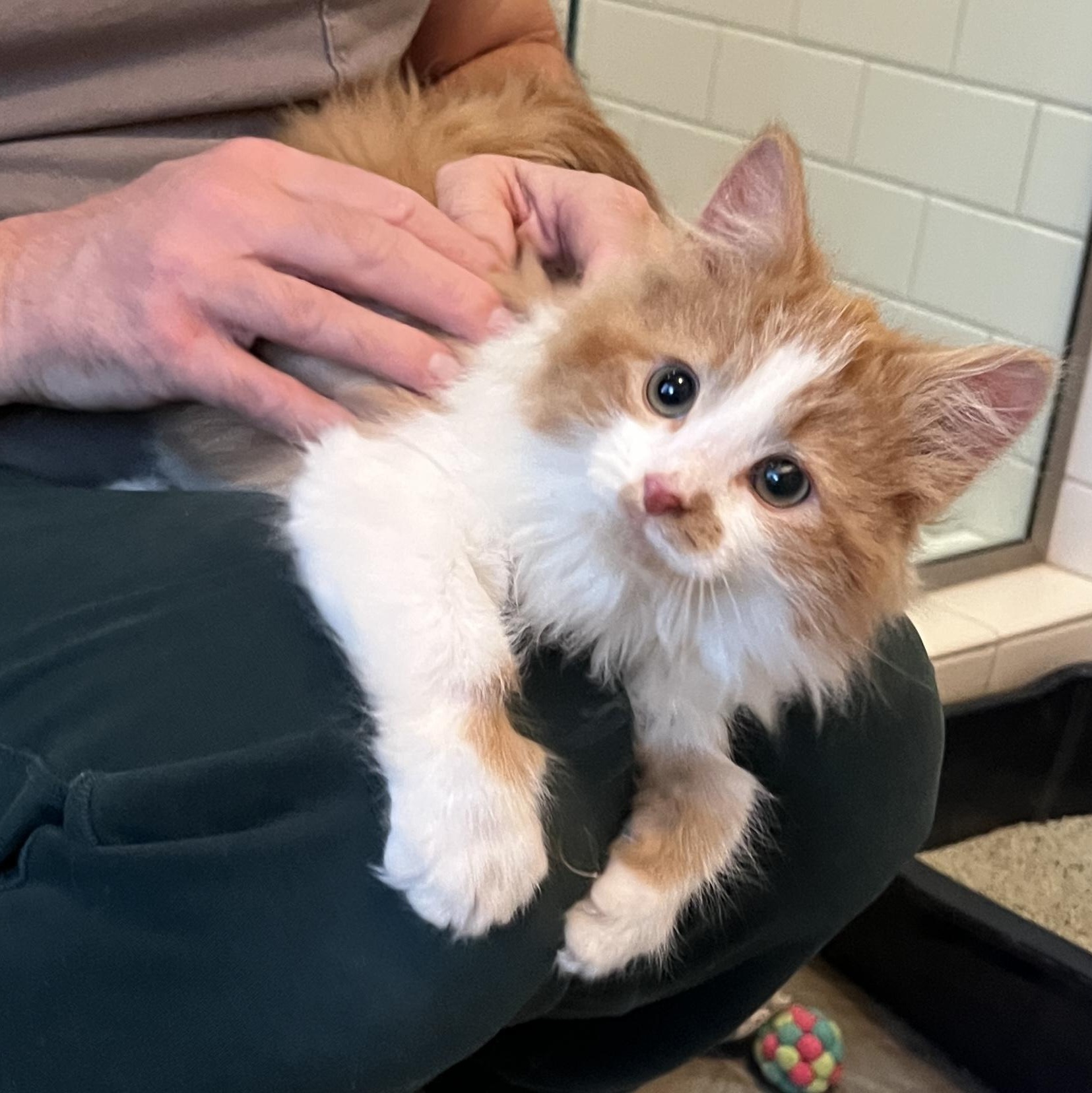 Enlarge Marmalade, an adopted Domestic Long Hair in New Bern, NC image 5/5