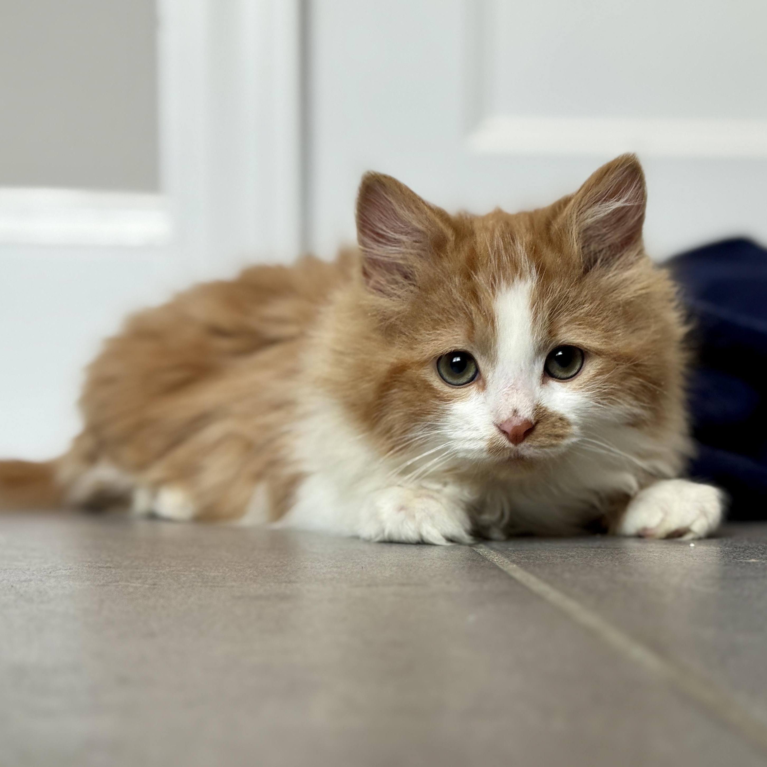Enlarge Marmalade, an adopted Domestic Long Hair in New Bern, NC image 1/5