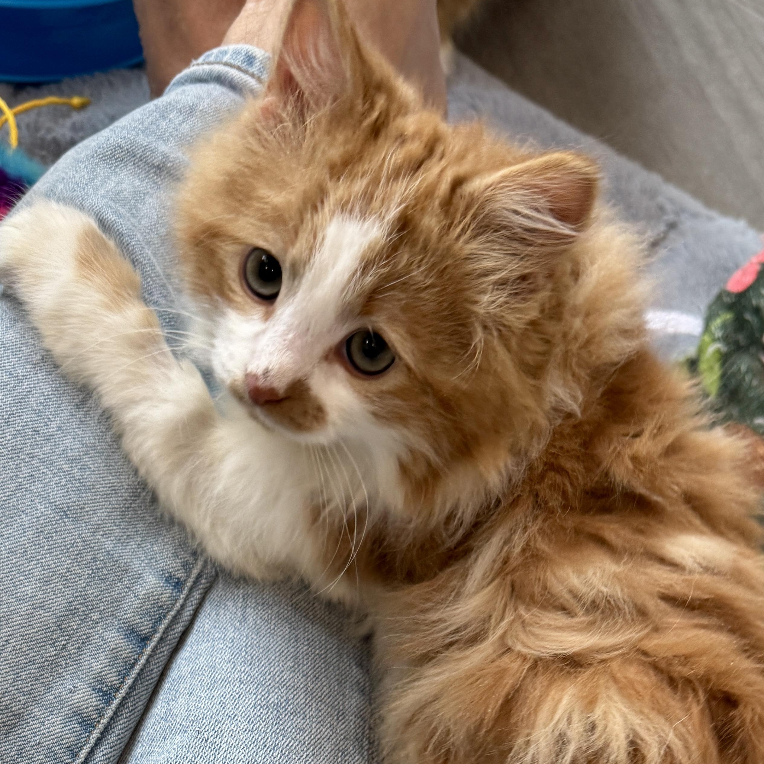 Enlarge Marmalade, an adopted Domestic Long Hair in New Bern, NC image 3/5