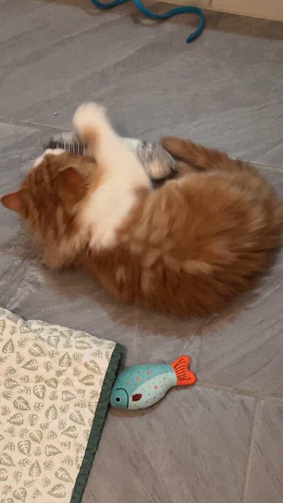 Enlarge Marmalade, an adopted Domestic Long Hair in New Bern, NC video 2/5