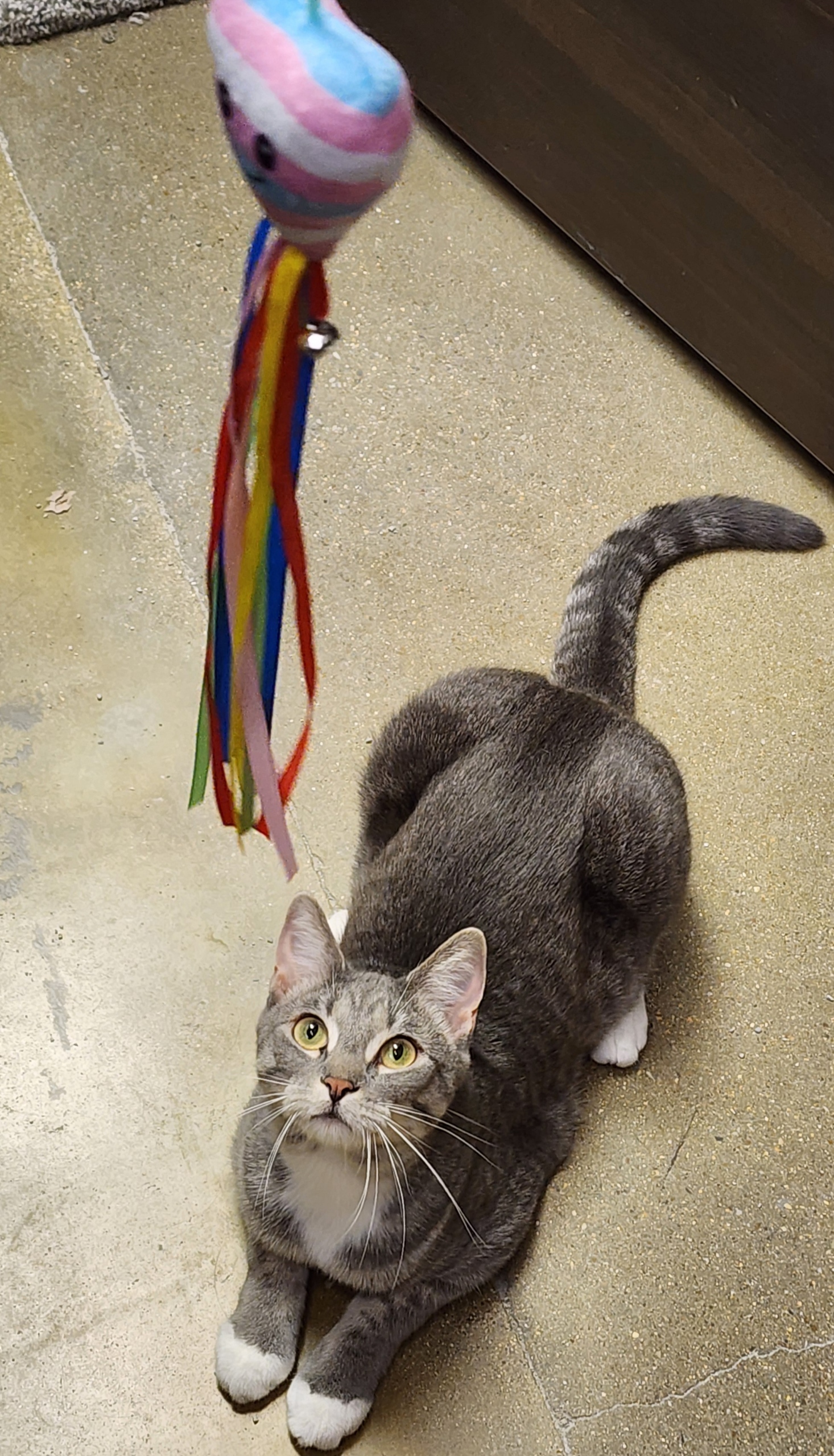 Sylvester, a Adopted Domestic Short Hair in Belleville, IL image 2/2