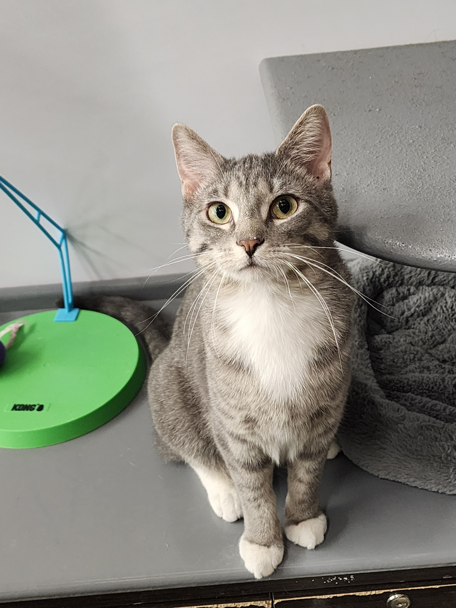 Sylvester, a Adopted Domestic Short Hair in Belleville, IL image 1/2