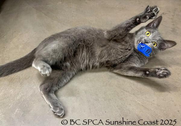 Grimm, Adoptable, Young Male Domestic Short Hair.