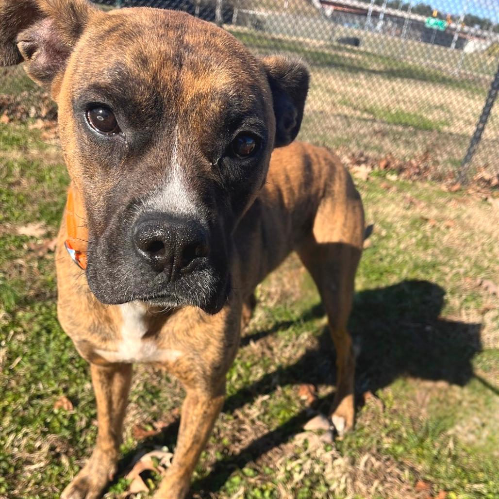 Mayweather, Adoptable, Adult Male Mixed Breed.