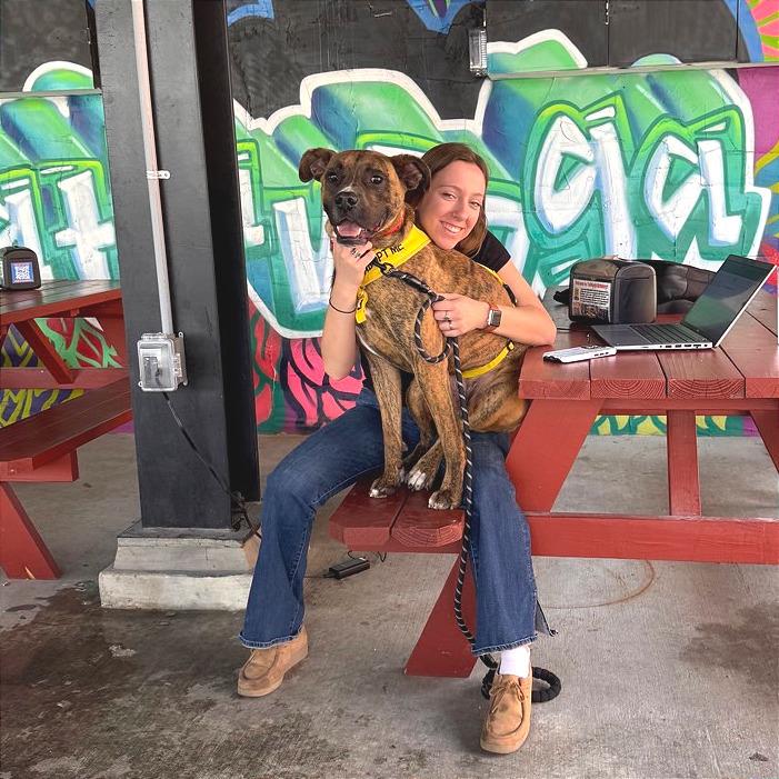 Mayweather, Adoptable, Adult Male Mixed Breed.