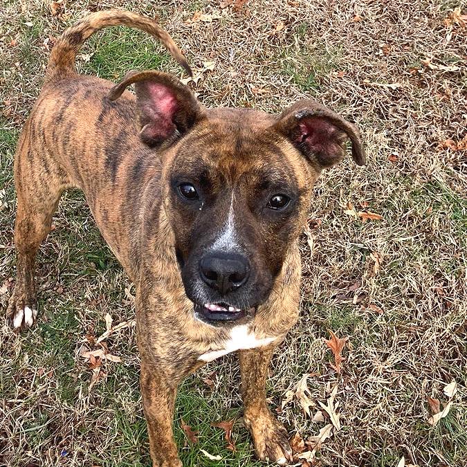 Enlarge Mayweather, a Adoptable Mixed Breed in Chattanooga, TN image 1/6