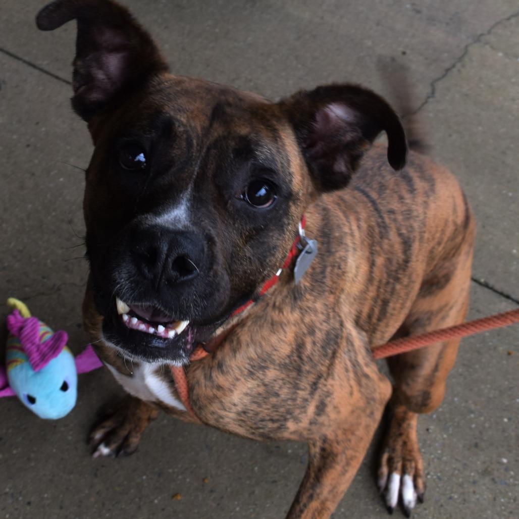 Enlarge Mayweather, a Adoptable Mixed Breed in Chattanooga, TN image 3/6