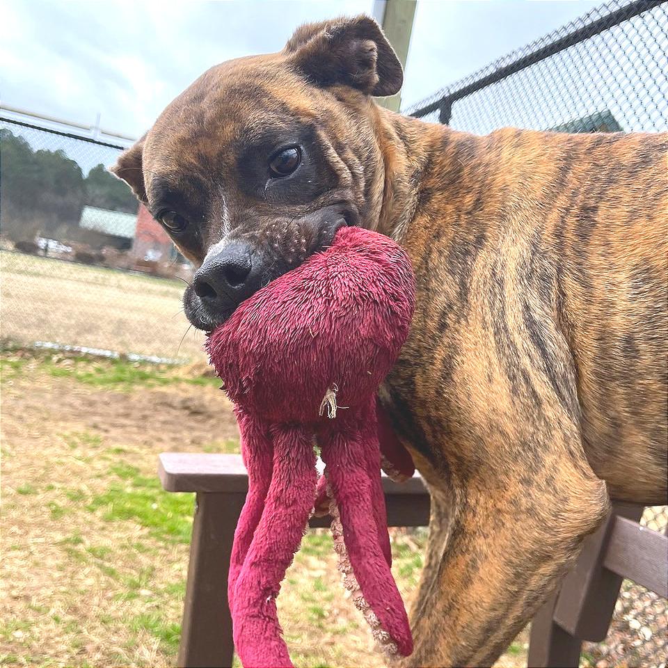 Enlarge Mayweather, a Adoptable Mixed Breed in Chattanooga, TN image 2/6