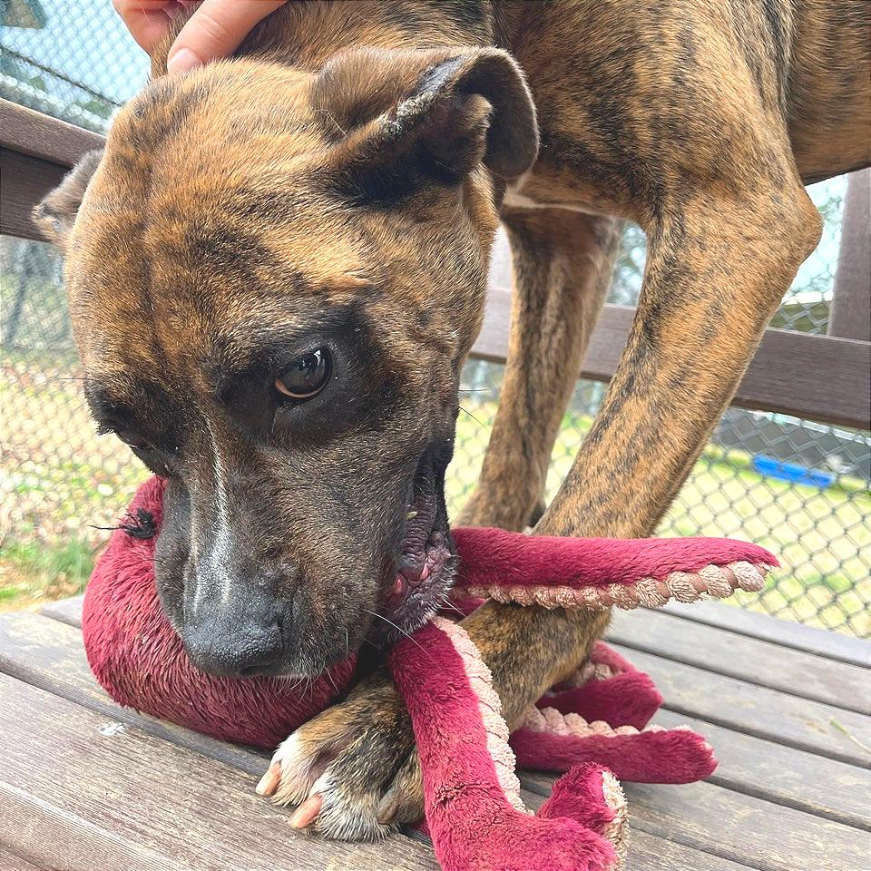 Enlarge Mayweather, a Adoptable Mixed Breed in Chattanooga, TN image 3/6