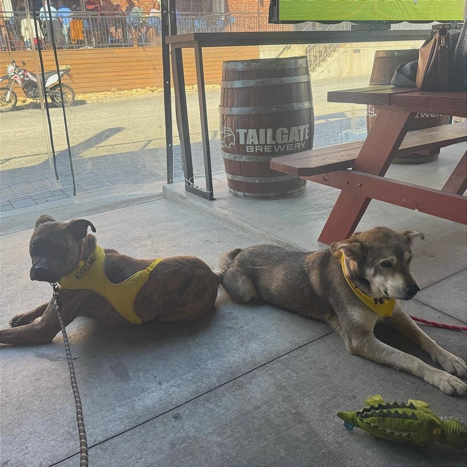 Enlarge Mayweather, a Adoptable Mixed Breed in Chattanooga, TN image 6/6