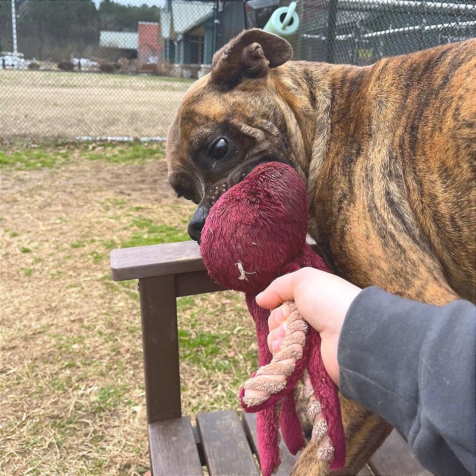Enlarge Mayweather, a Adoptable Mixed Breed in Chattanooga, TN image 4/6