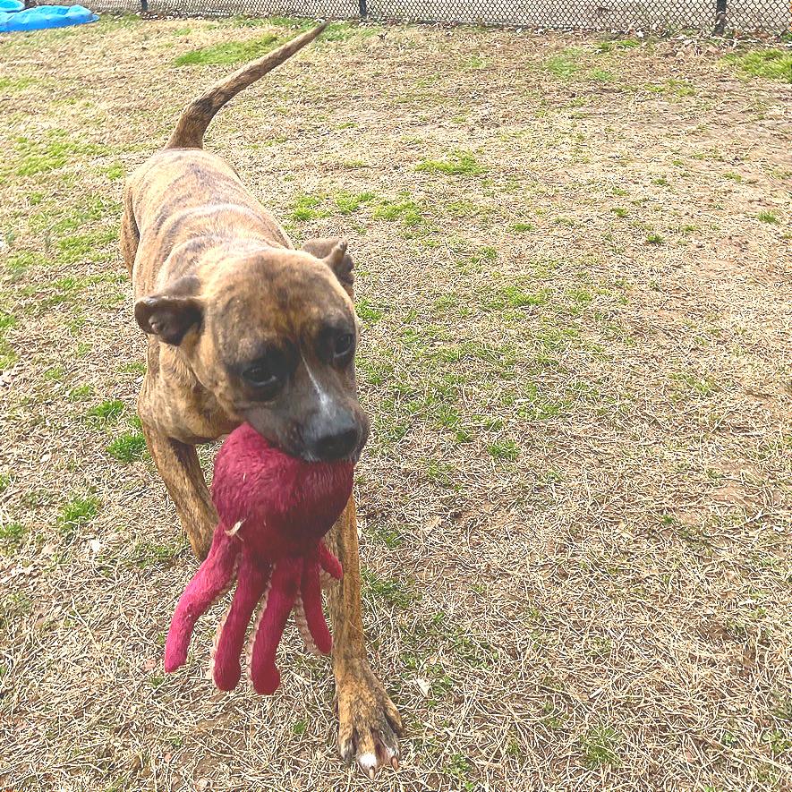 Enlarge Mayweather, a Adoptable Mixed Breed in Chattanooga, TN image 5/6
